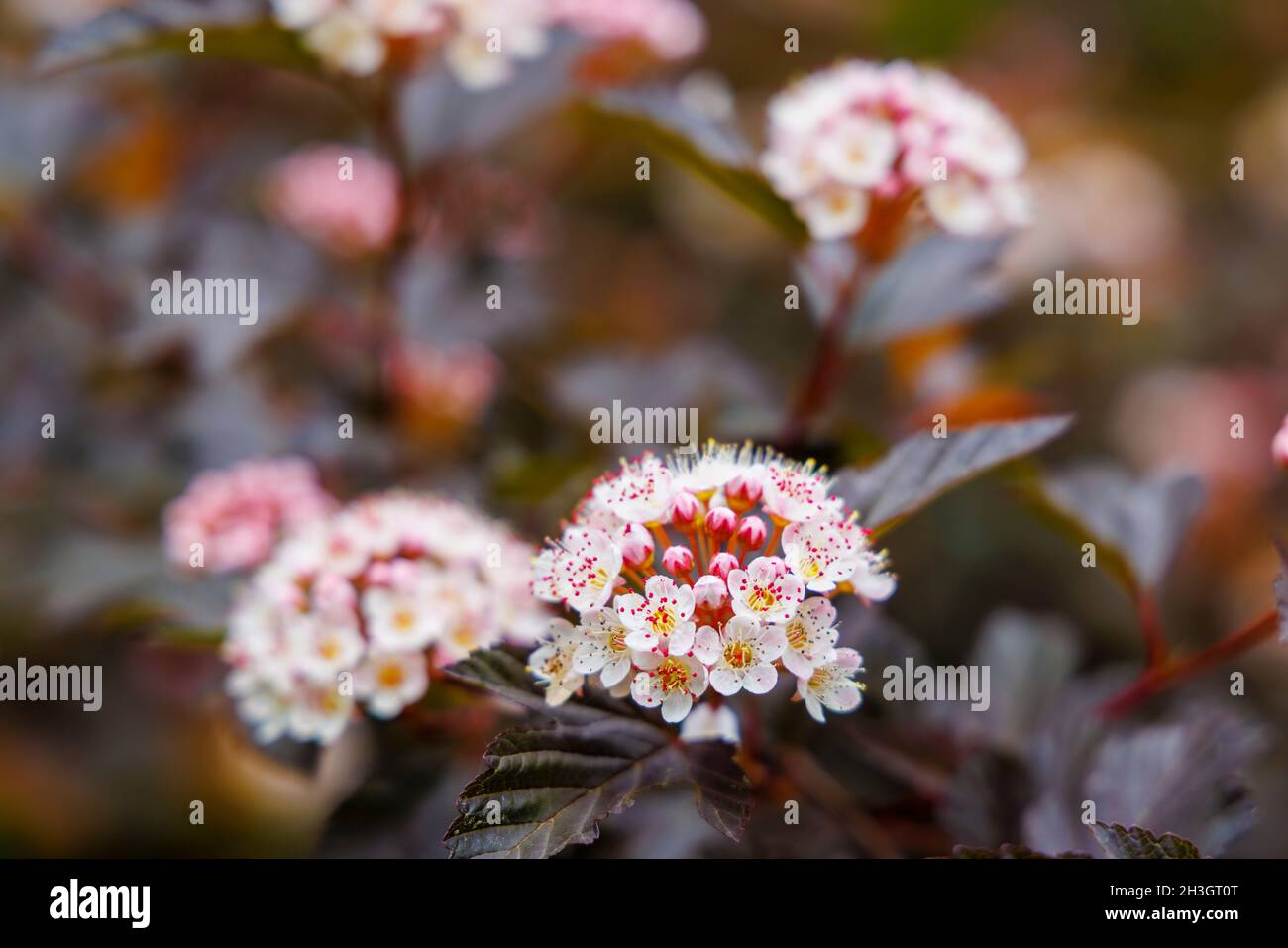 Blütenstände von Physocarpus opulifolius Diable D'Or, blühend im Sommer bei Westonburt, dem National Arboretum, Tetbury, Gloucestershire, SW England Stockfoto