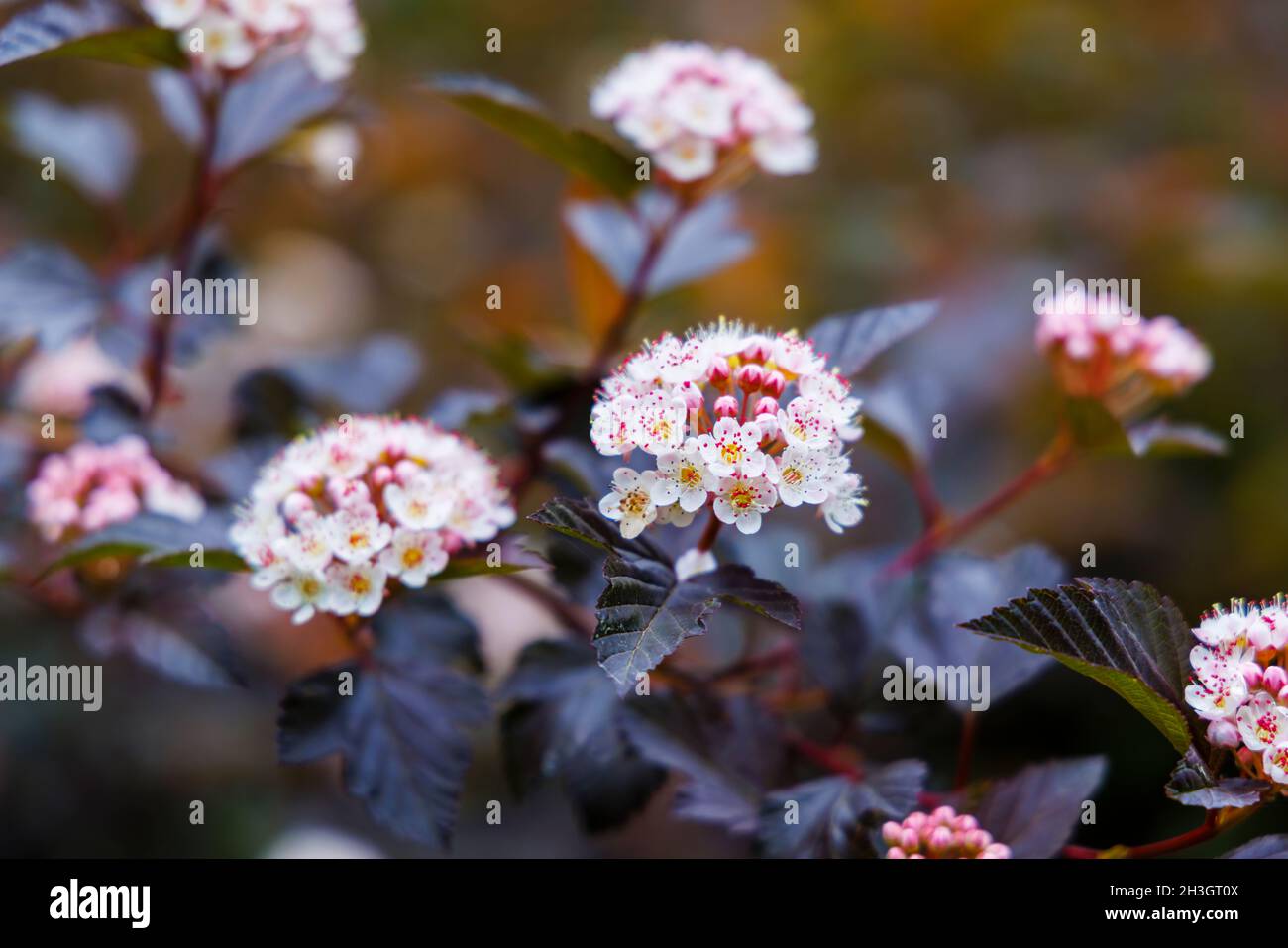 Blütenstände von Physocarpus opulifolius Diable D'Or, blühend im Sommer bei Westonburt, dem National Arboretum, Tetbury, Gloucestershire, SW England Stockfoto