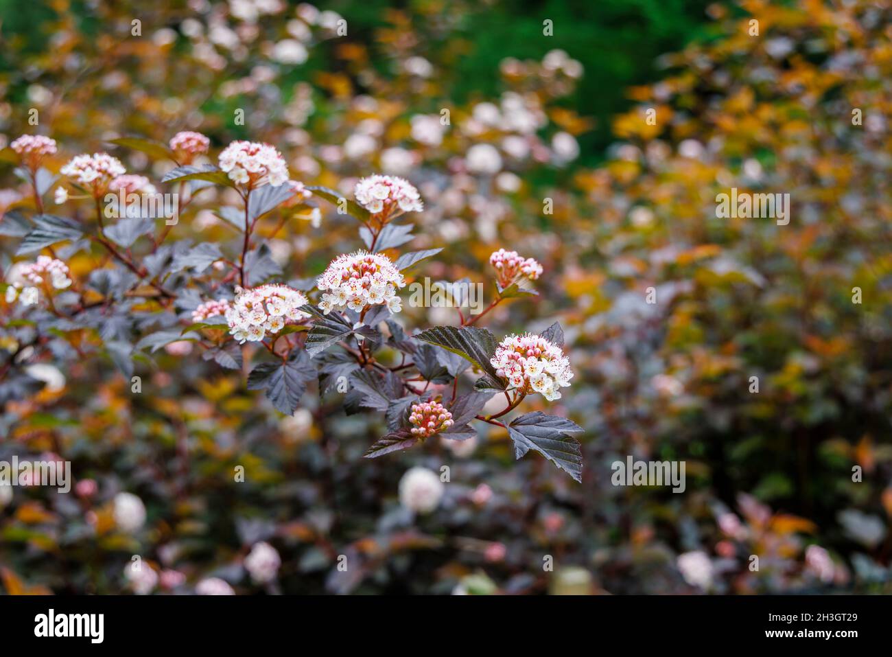 Blütenstände von Physocarpus opulifolius Diable D'Or, blühend im Sommer bei Westonburt, dem National Arboretum, Tetbury, Gloucestershire, SW England Stockfoto