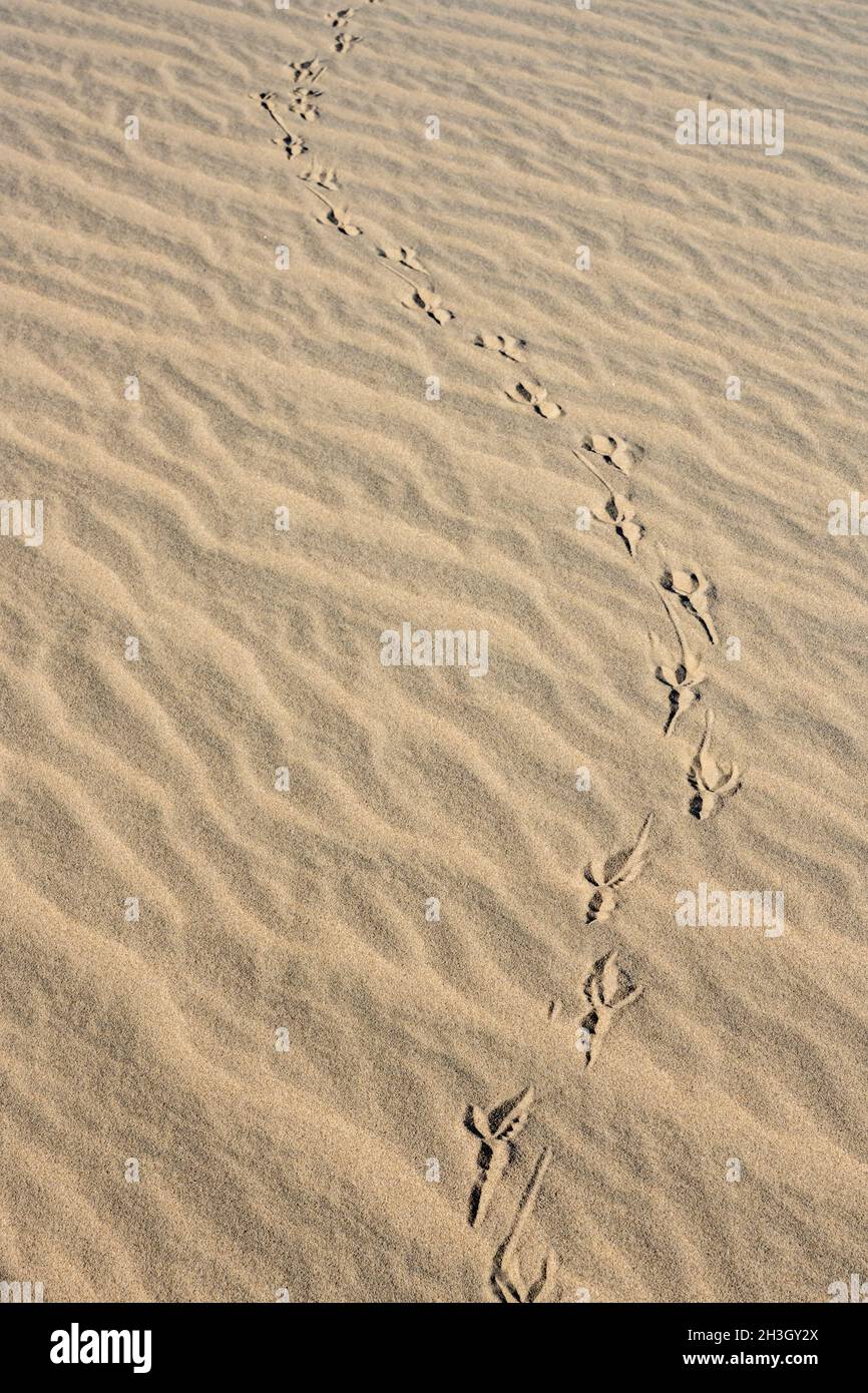 Tierabdrücke Schlangen sich über die Panamint Dunes im Tal des Todes Stockfoto