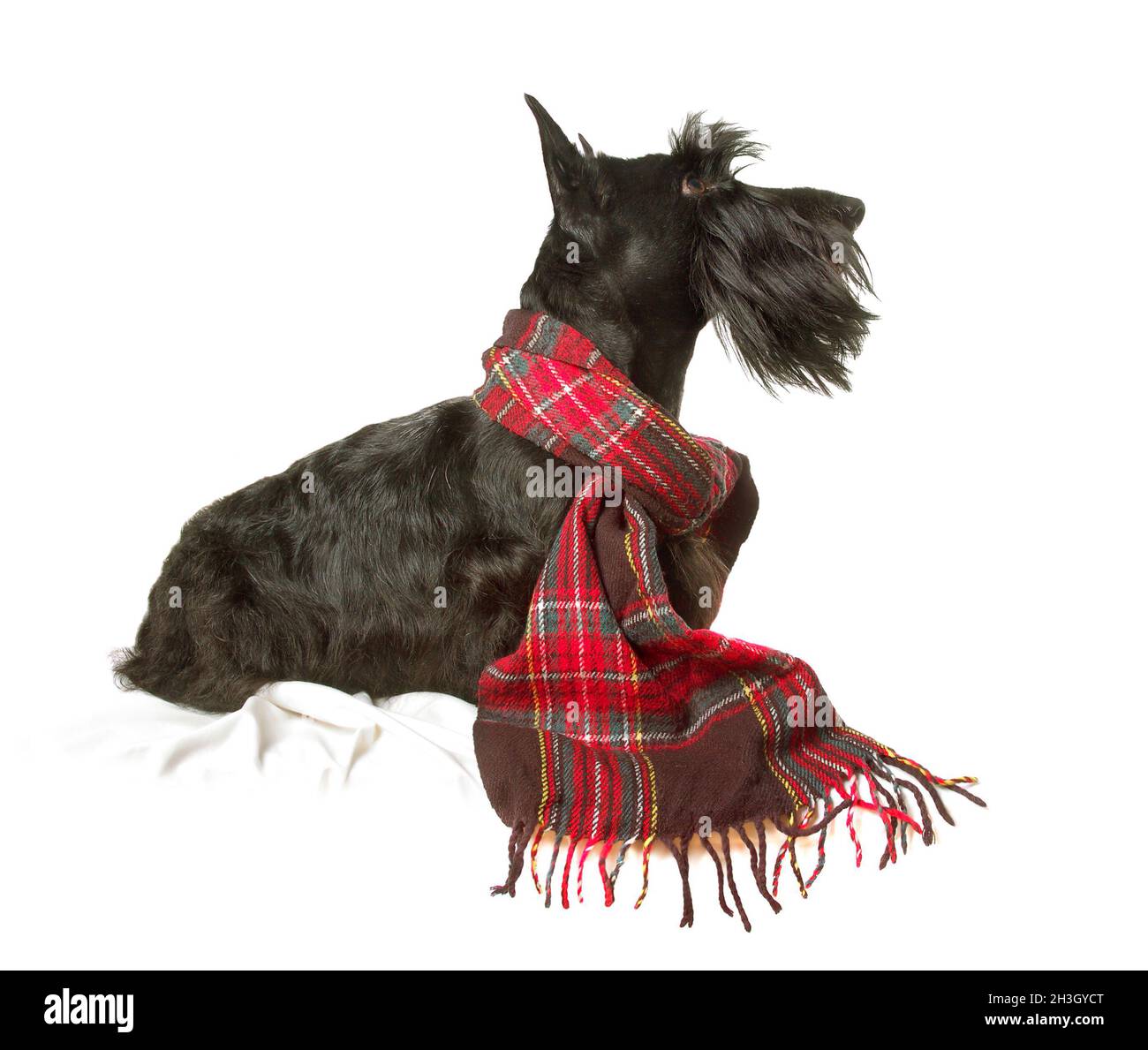 Scottish terrier Stockfoto