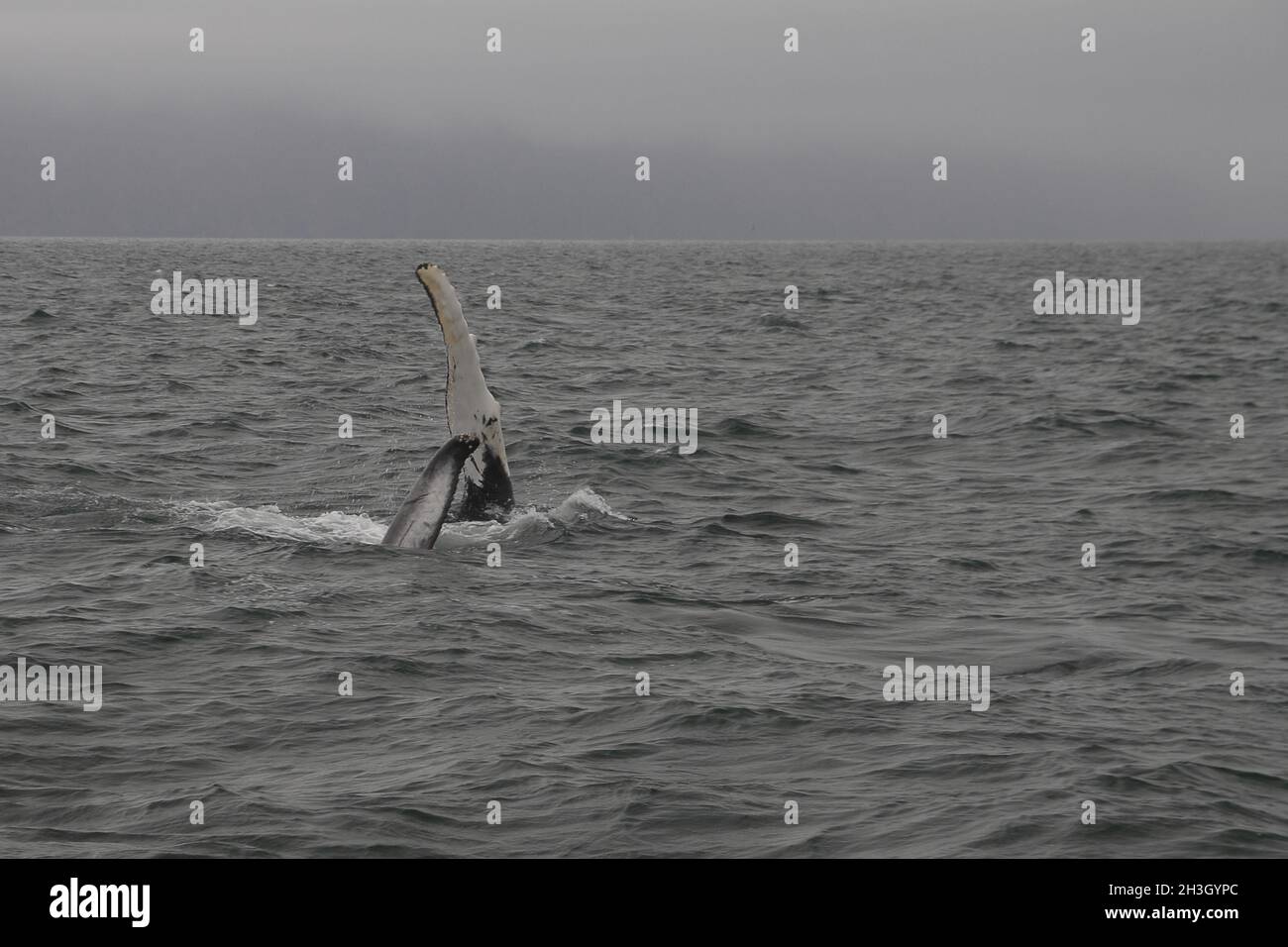 Buckelwal-Flipper (Megaptera novaeangliae). Walbeobachtungstour in der Bucht von SkjÃ¡lfandi in der Nähe von HÃºsavÃ­k Stockfoto