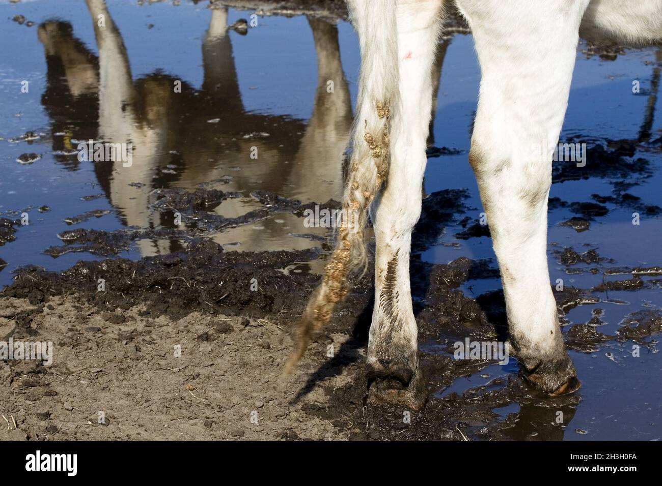 Spiegelung einer Kuh Stockfoto