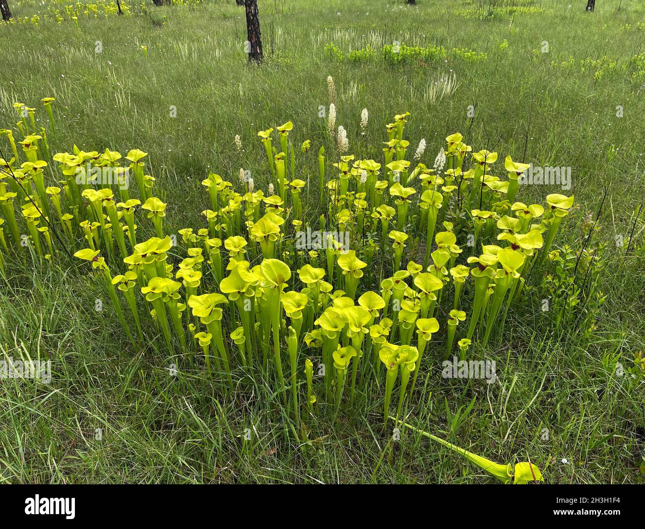 Gelbe Pitcherplants (Sarracenia flava var rugelii), die im Sickermoor, FL, USA, wachsen, von Dembinsky Photo Associates Stockfoto