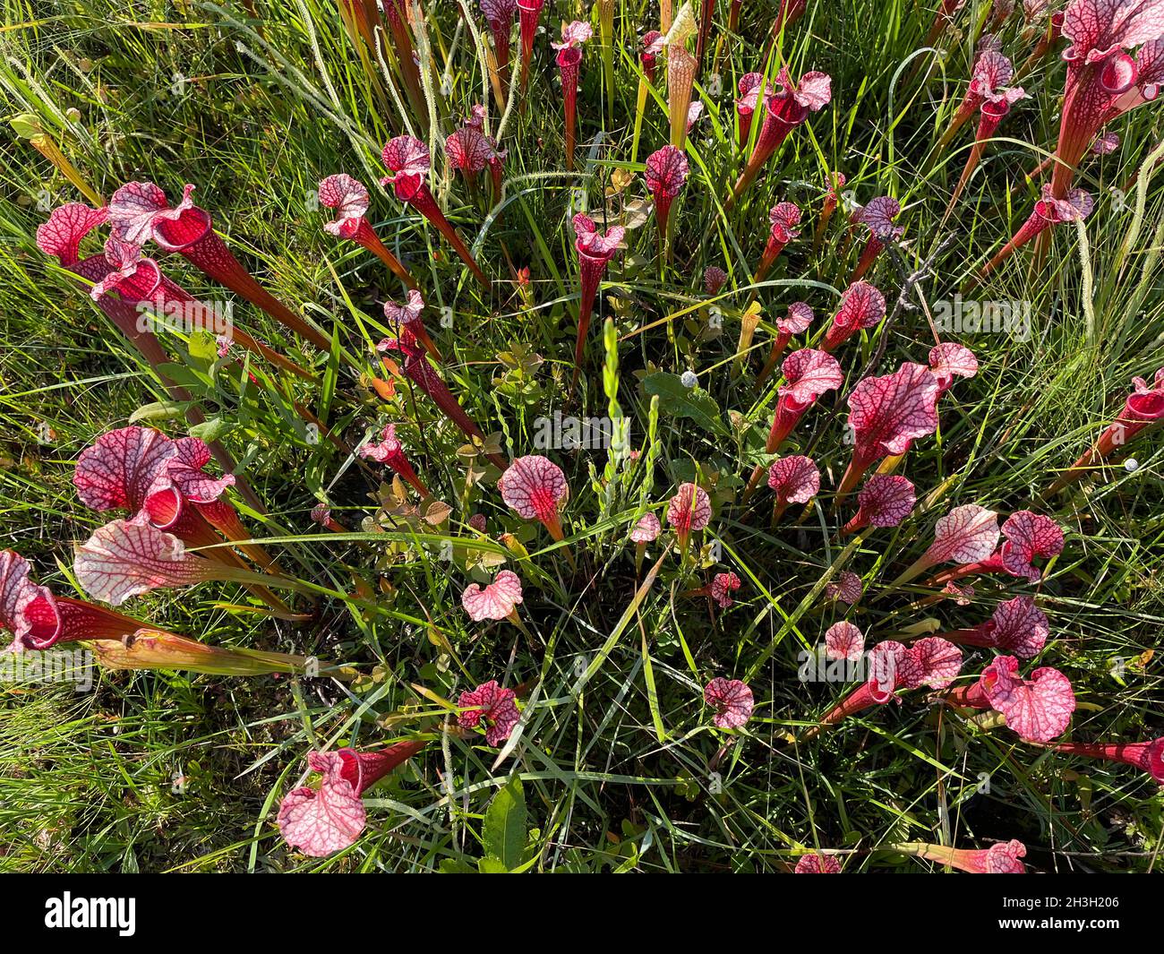 Rote Form der weißen Pitcherpflanze (Sarracenia leucophylla), W. Florida, USA, von Dembinsky Photo Associates Stockfoto