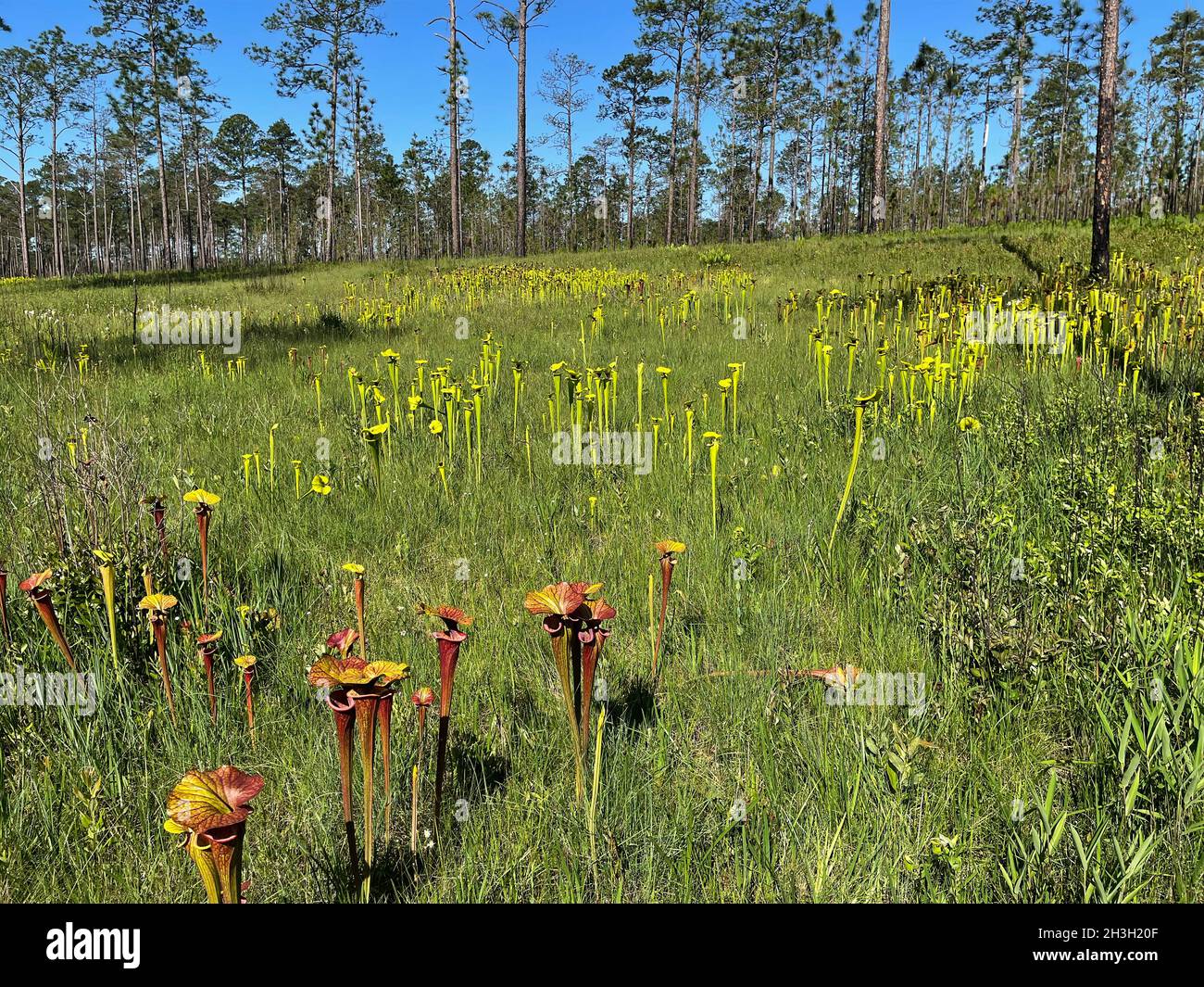 Hangsickermoor mit mehreren Sorten von Pitcherplants, Western Florida, USA, von Dembinsky Photo Associates Stockfoto