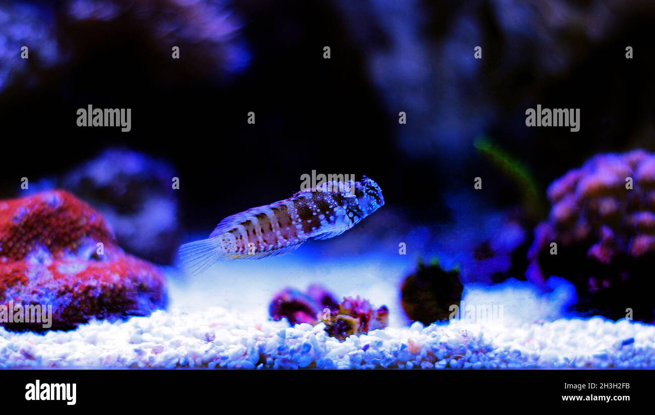 Seestern- oder Schneeflocken-Blenny-Fische im Aquarium des ...