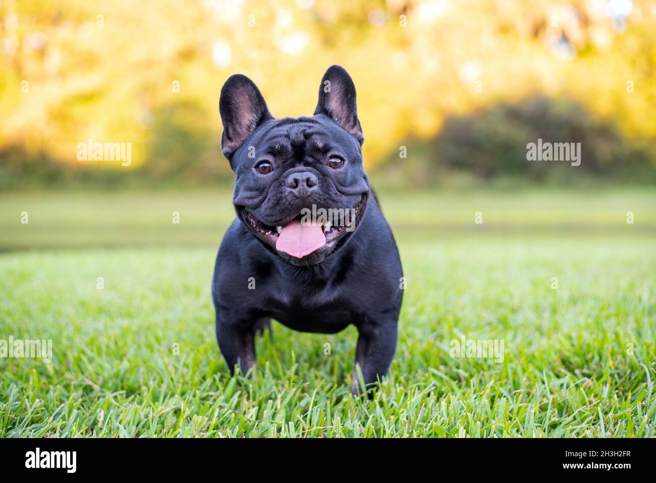 Schwarze französische Bulldogge, die auf Gras in einem Park ruht.  Reinrassiger Franzose an einem sonnigen Nachmittag im Freien. Hunde  genießen draußen Stockfotografie - Alamy