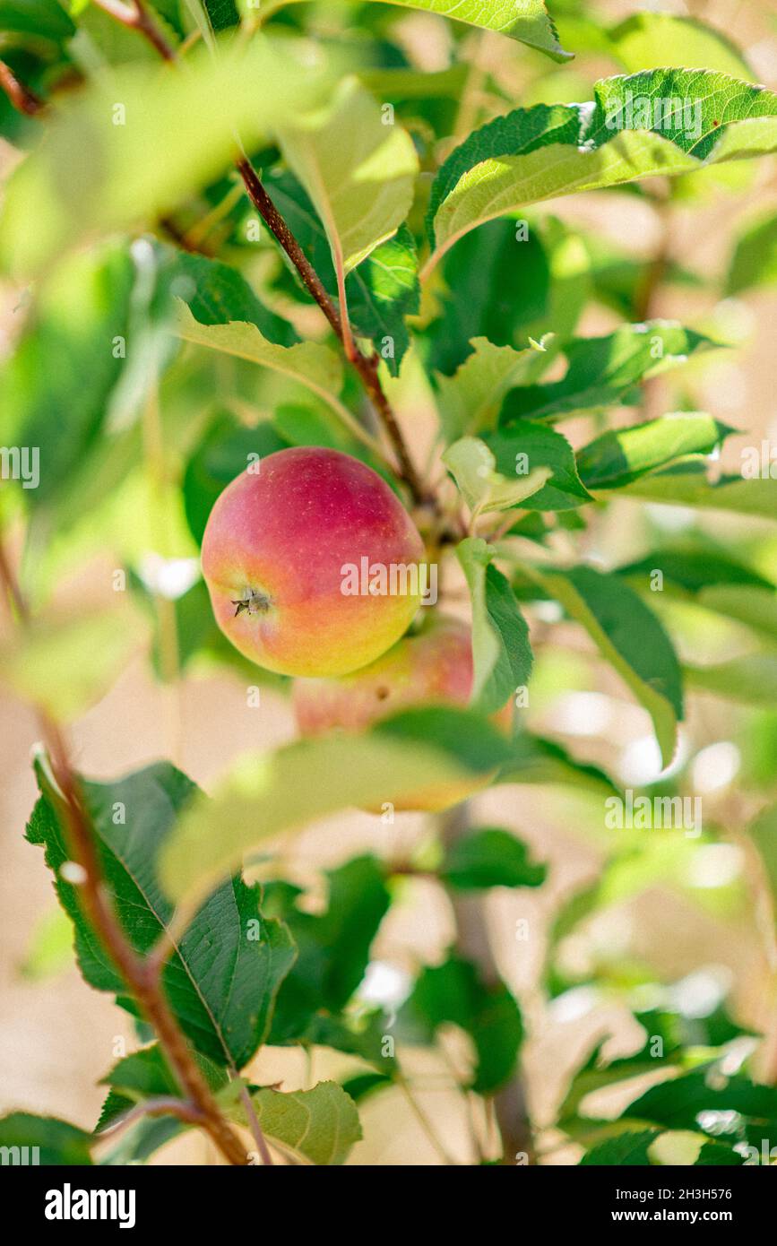 Apfel auf Baum pflücken, leckere Früchte Stockfoto