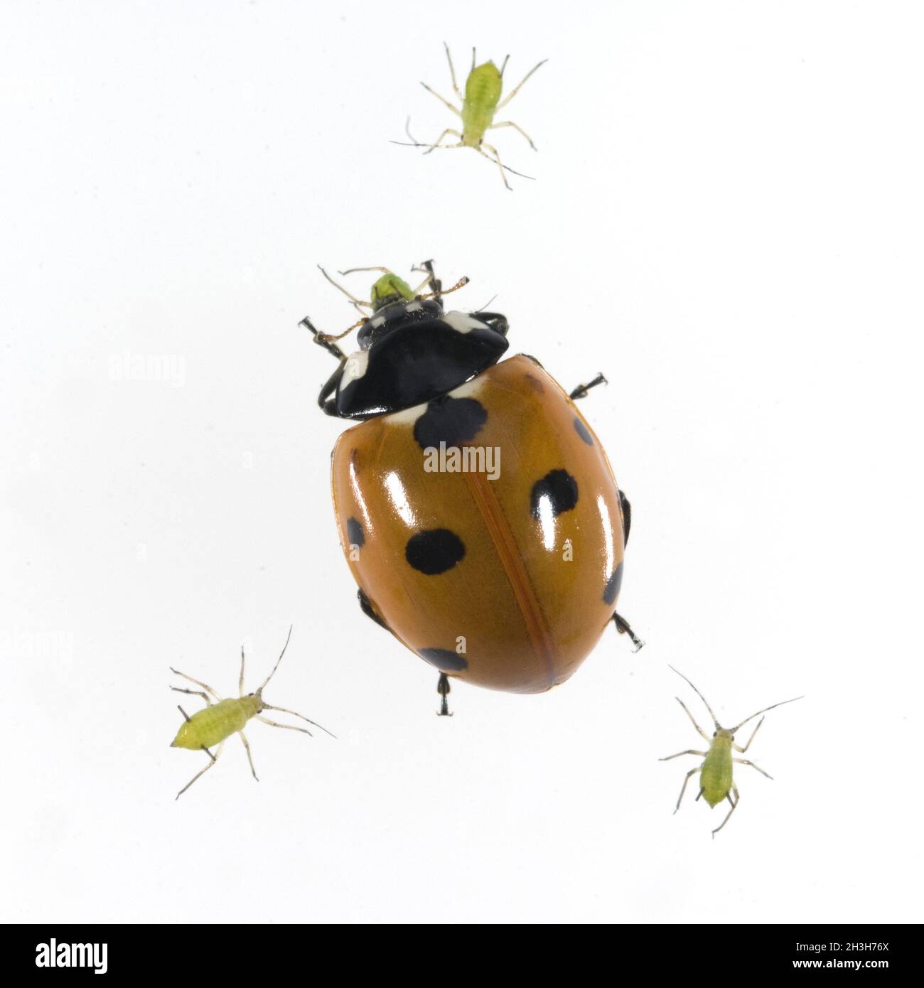 Marienkaefer, Coccinella, Semptempunctata, Stockfoto