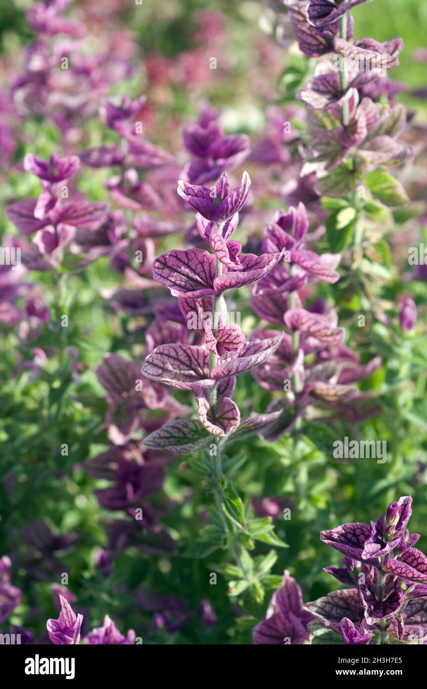 Crested Salbei, Crested Salbei, Salvia viridis, Salvia horminum Stockfoto