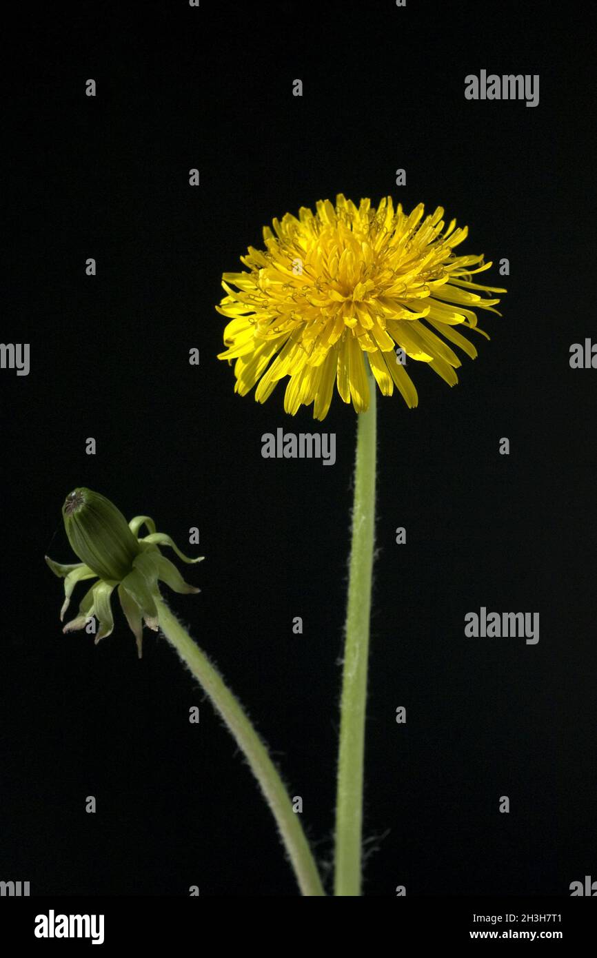 Dandelion; Blumen Stockfoto