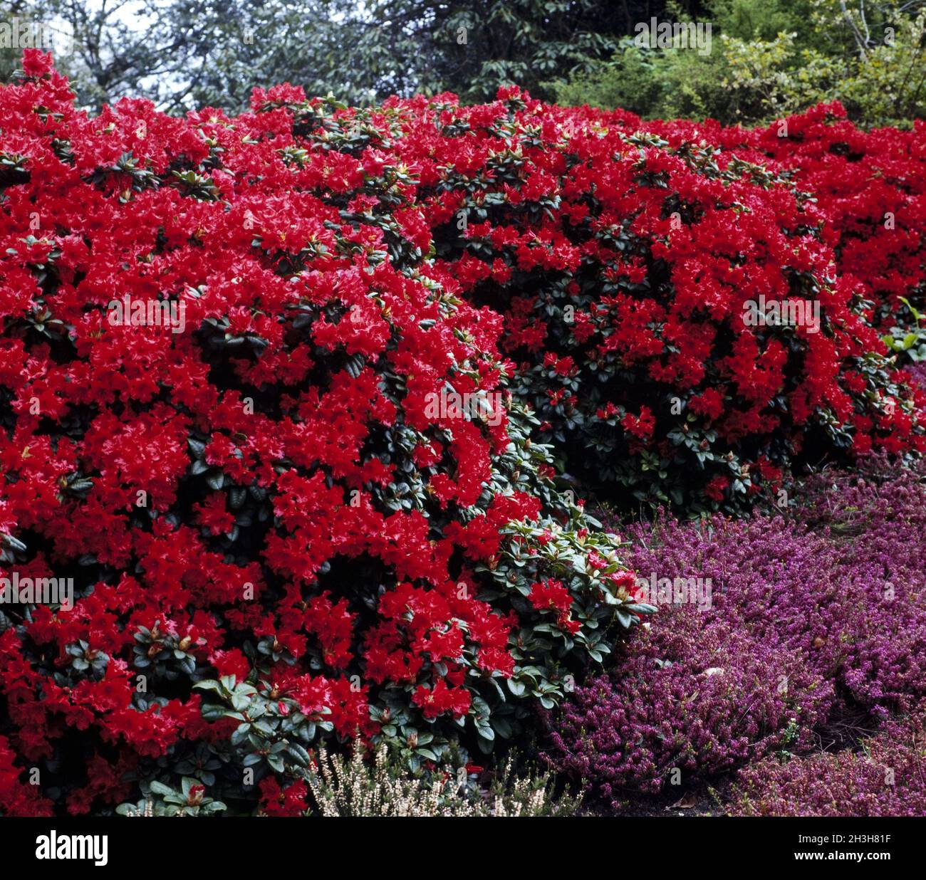 Rhododendron repens -Fotos und -Bildmaterial in hoher Auflsung  Alamy