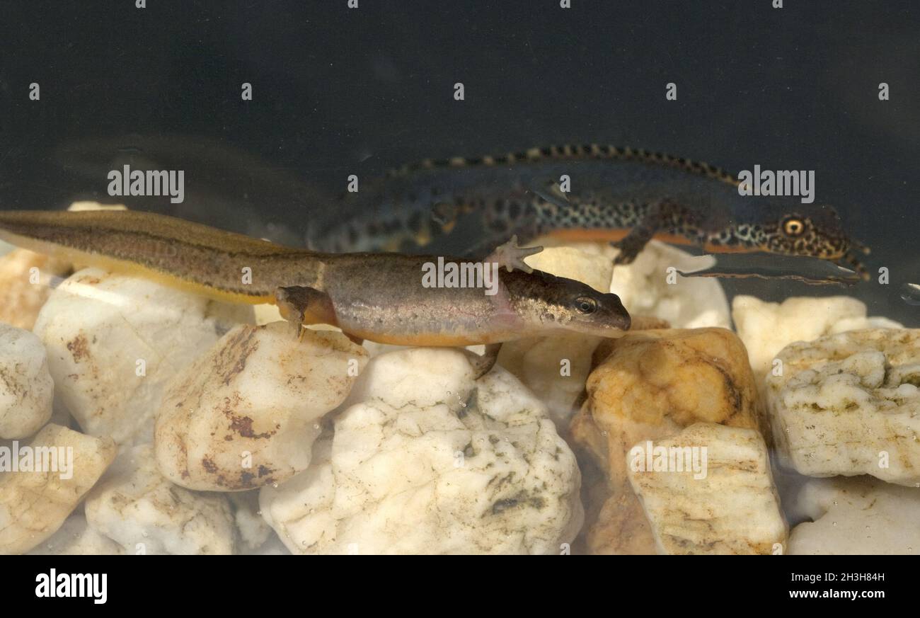 Alpenmolch, Ichthyosaura alpestris Stockfoto