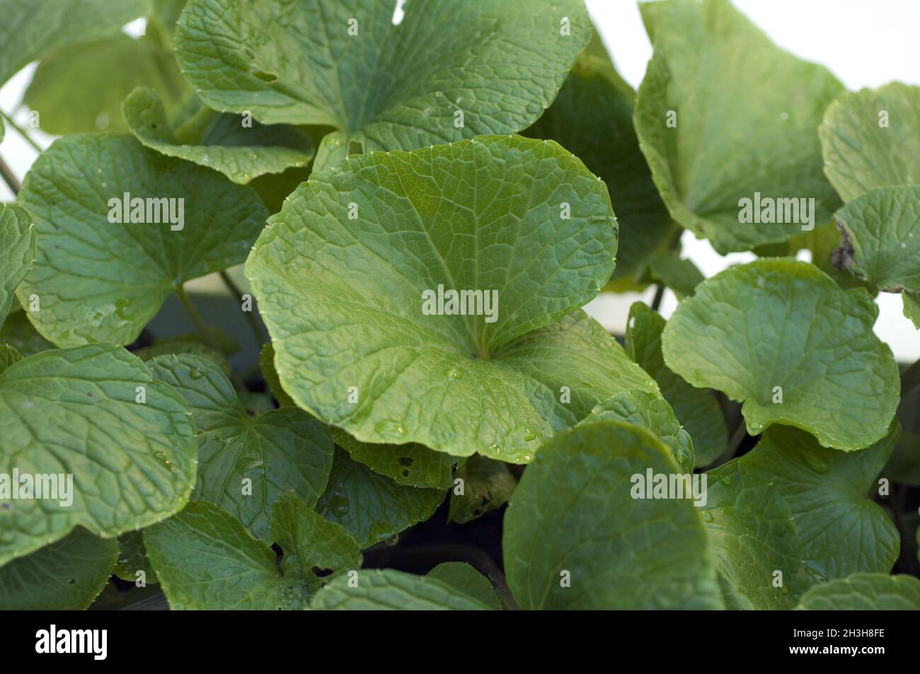 Wasabi; Wasabia japonica Stockfoto