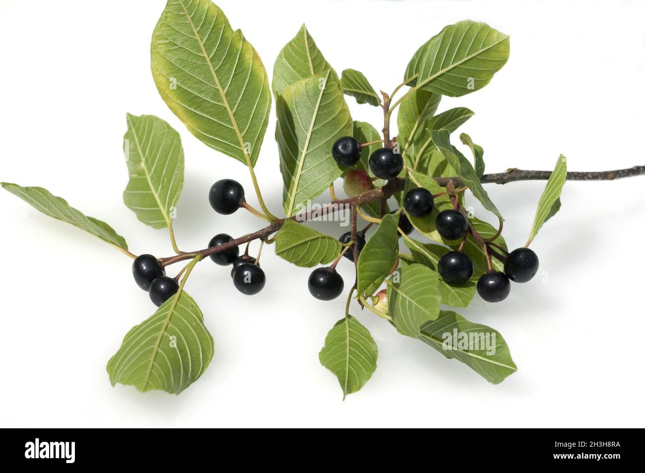 Verfallender Baum; Rhamnus frangula Stockfoto