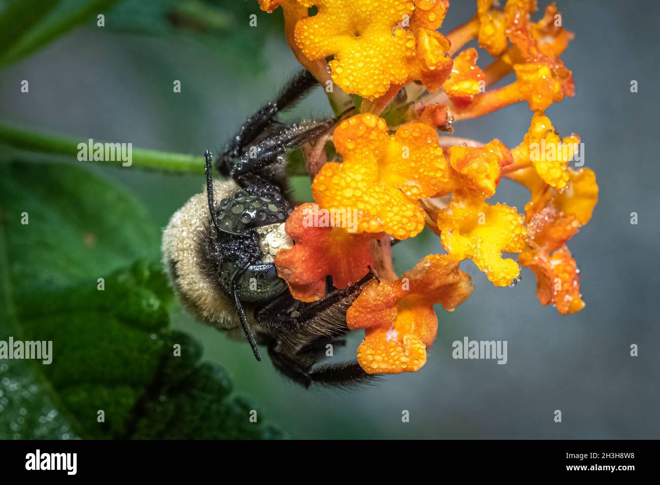 Eine männliche Ostbiene (Xylocopa virginica) wartet geduldig auf die Sonne, während er auf einer Gruppe von lantana-Blüten ruht. Raleigh, North Carolina. Stockfoto