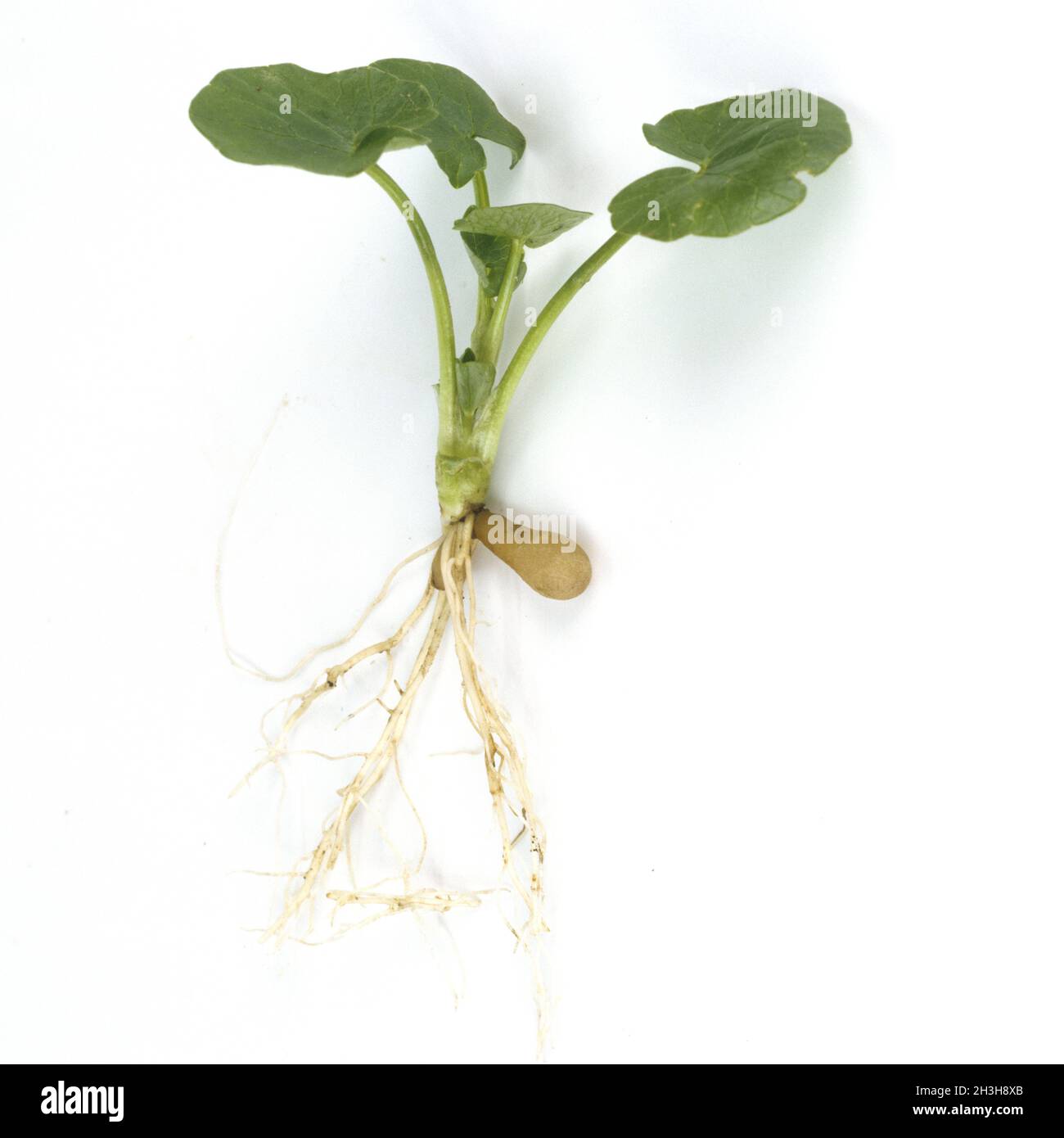 Scharbockskraut; Ranunculus ficaria; Stockfoto