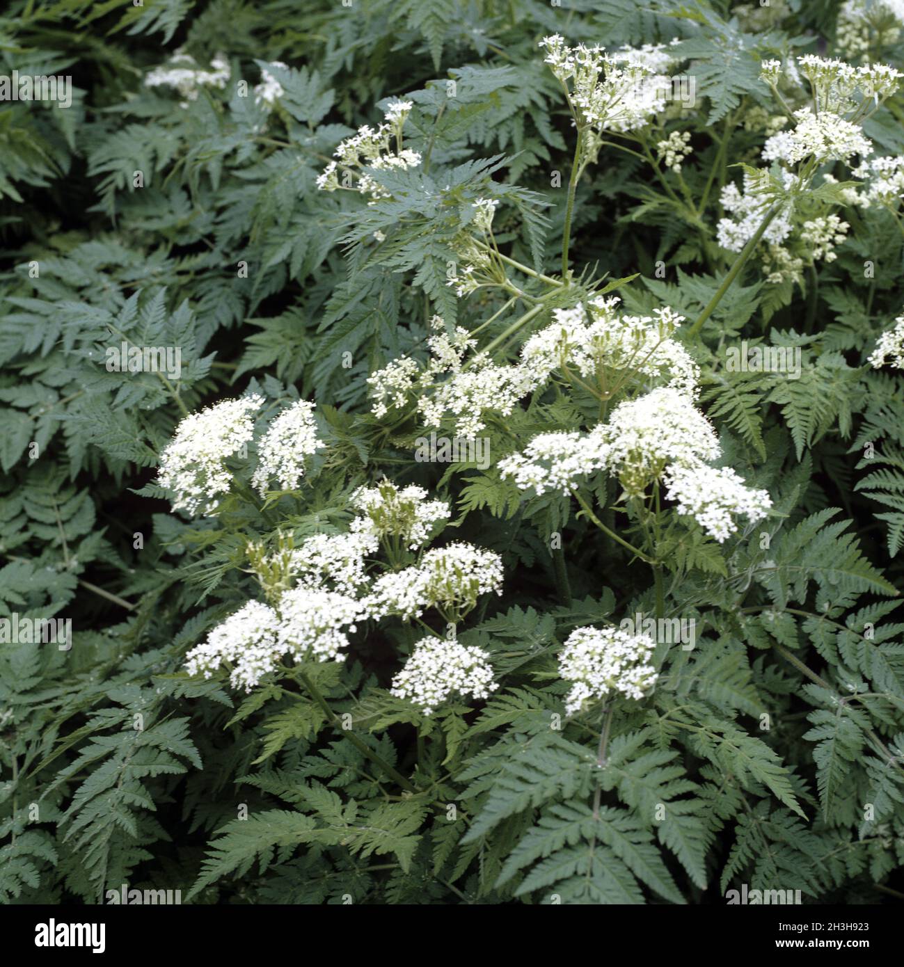 Sueï¬‚dolde Stockfoto