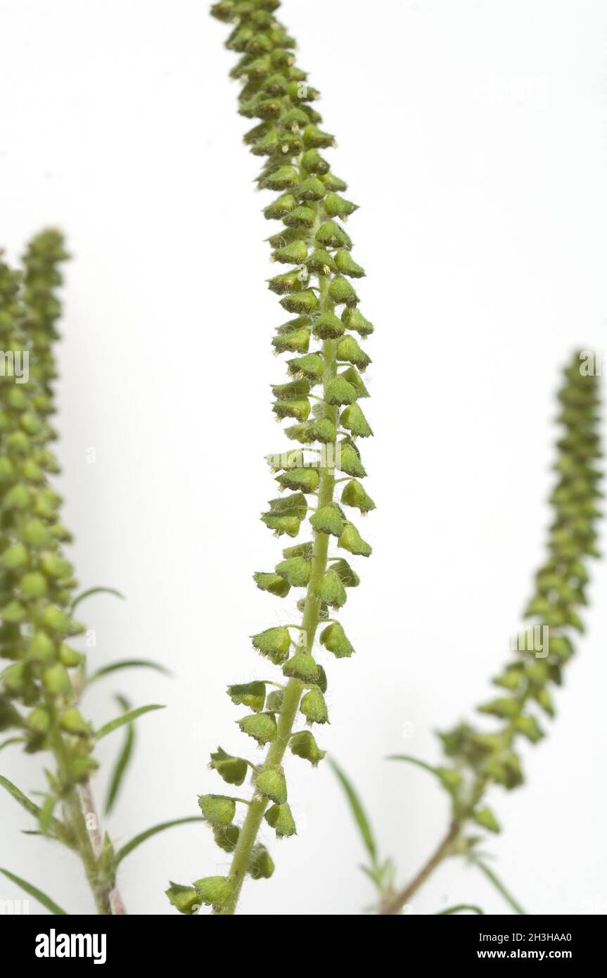 Ambrosiabluete Stockfoto