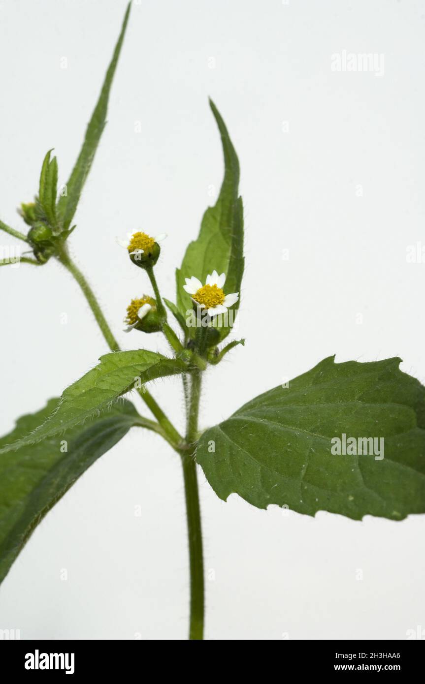 Franzosenkraut; Galinsoga parviflora Stockfoto