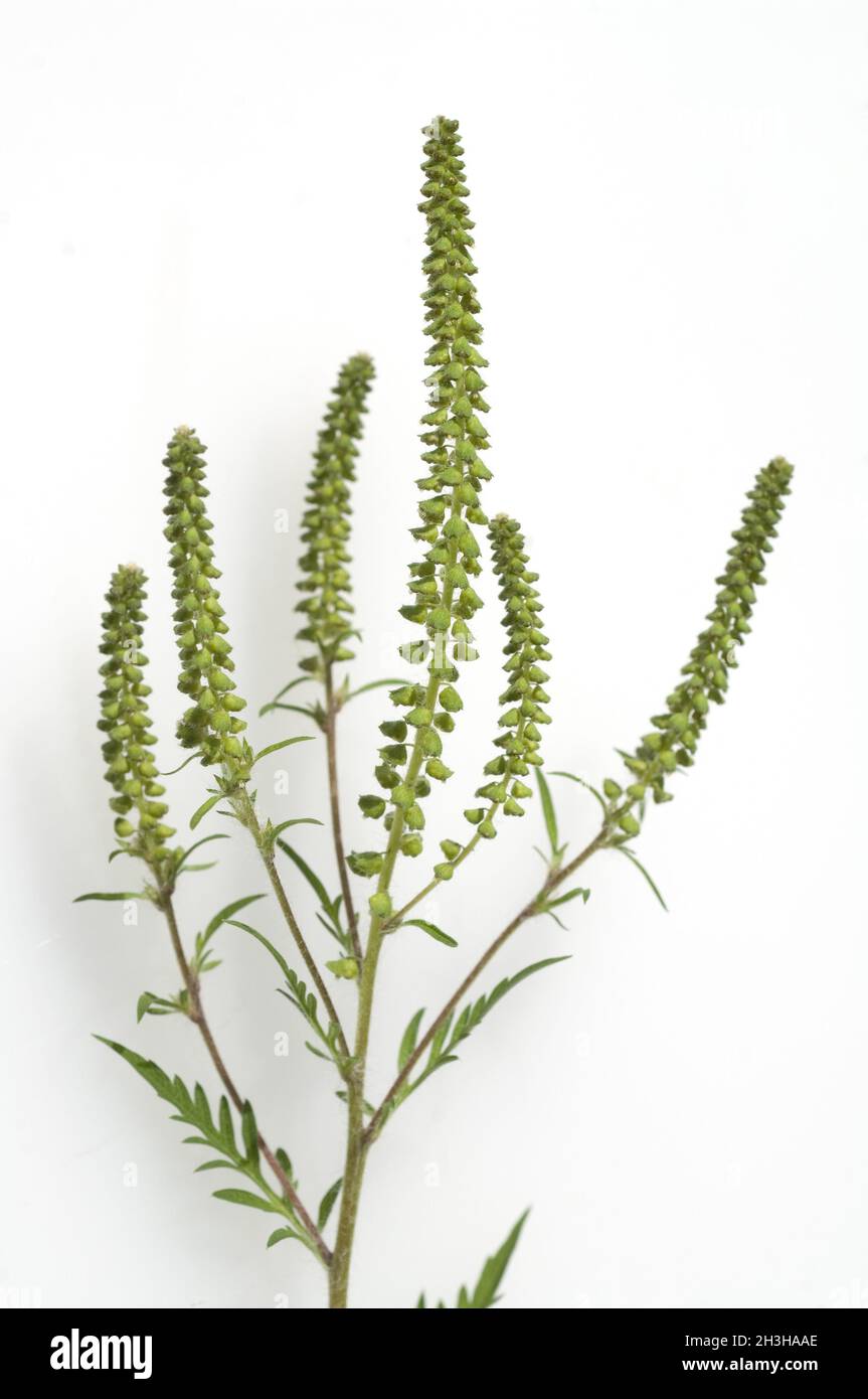 Ambrosiabluete Stockfoto