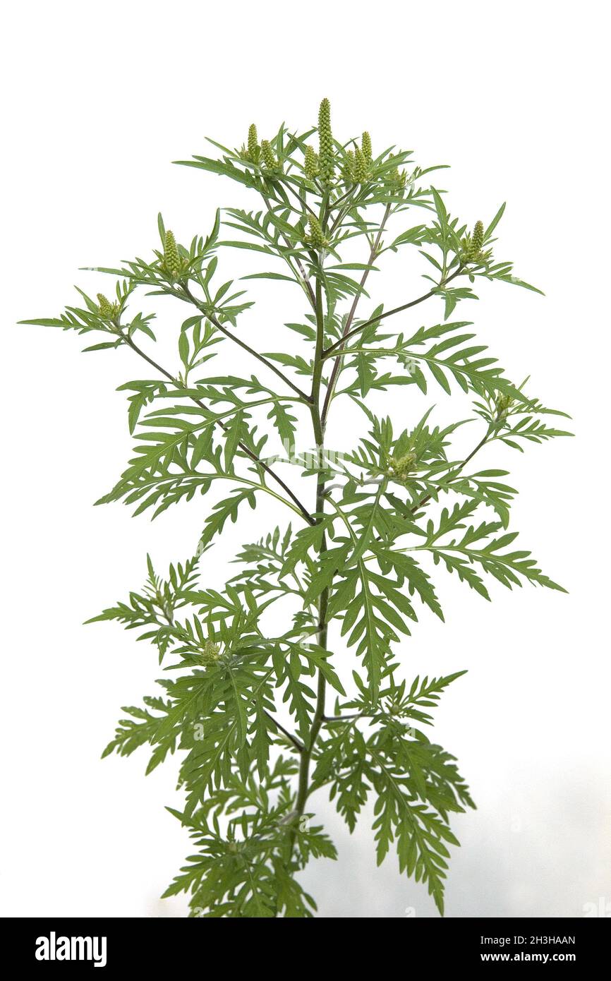 Ambrosia artemisiifolia Stockfoto