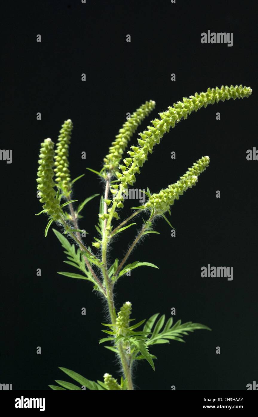 Ambrosiabluete Stockfoto