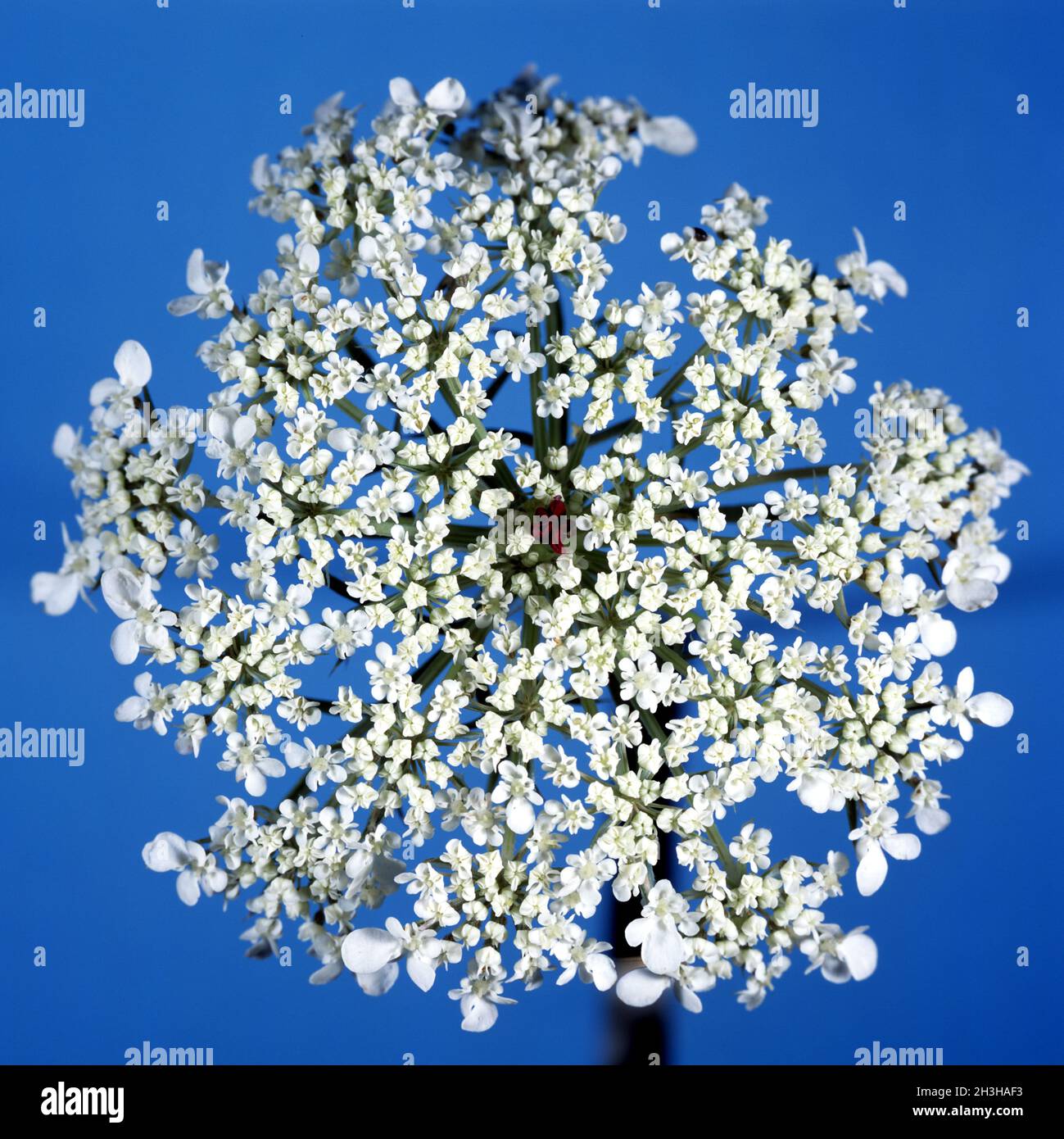 Wildes Mohre Stockfoto