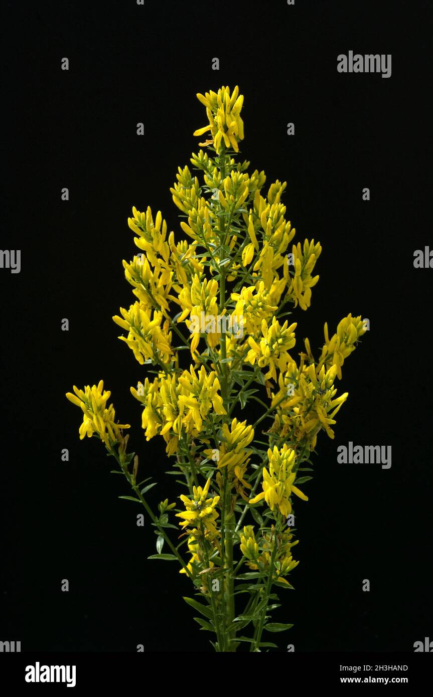 Faerberginster, Genista tinctoria Stockfoto