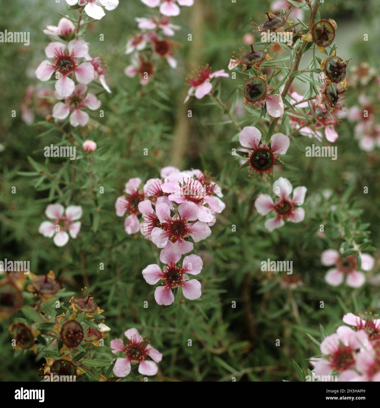 Rosenmyrte; Leptospermum-Scoparium; Stockfoto