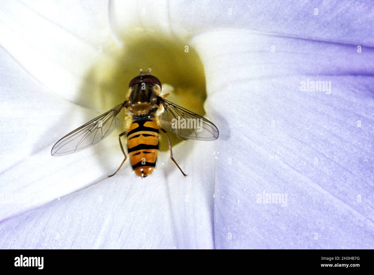 Rebe trichterförmig; Schwebfliege Stockfoto