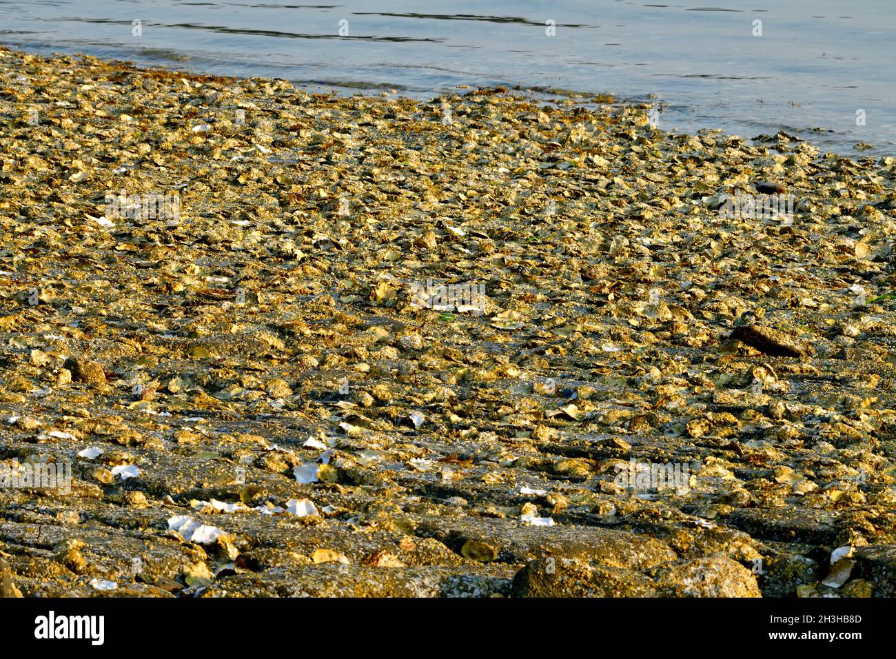 Ein Bett der wilde Austern zu einem felsigen Ufer auf Vancouver Island British Columbia Kanada festhalten Stockfoto