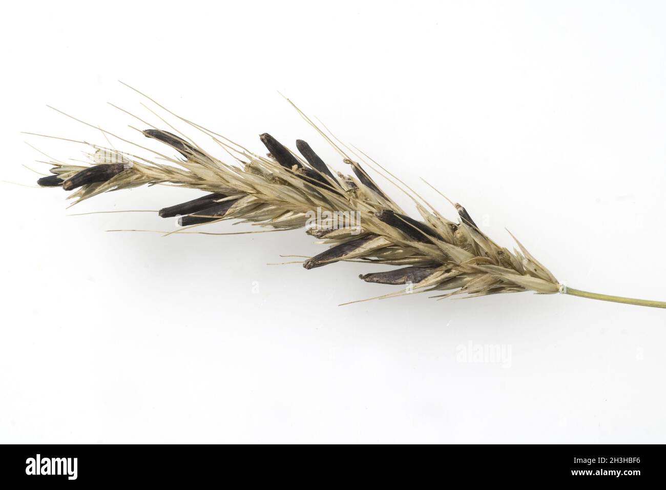 Ergot-Pilz; Claviceps purpurea Stockfoto