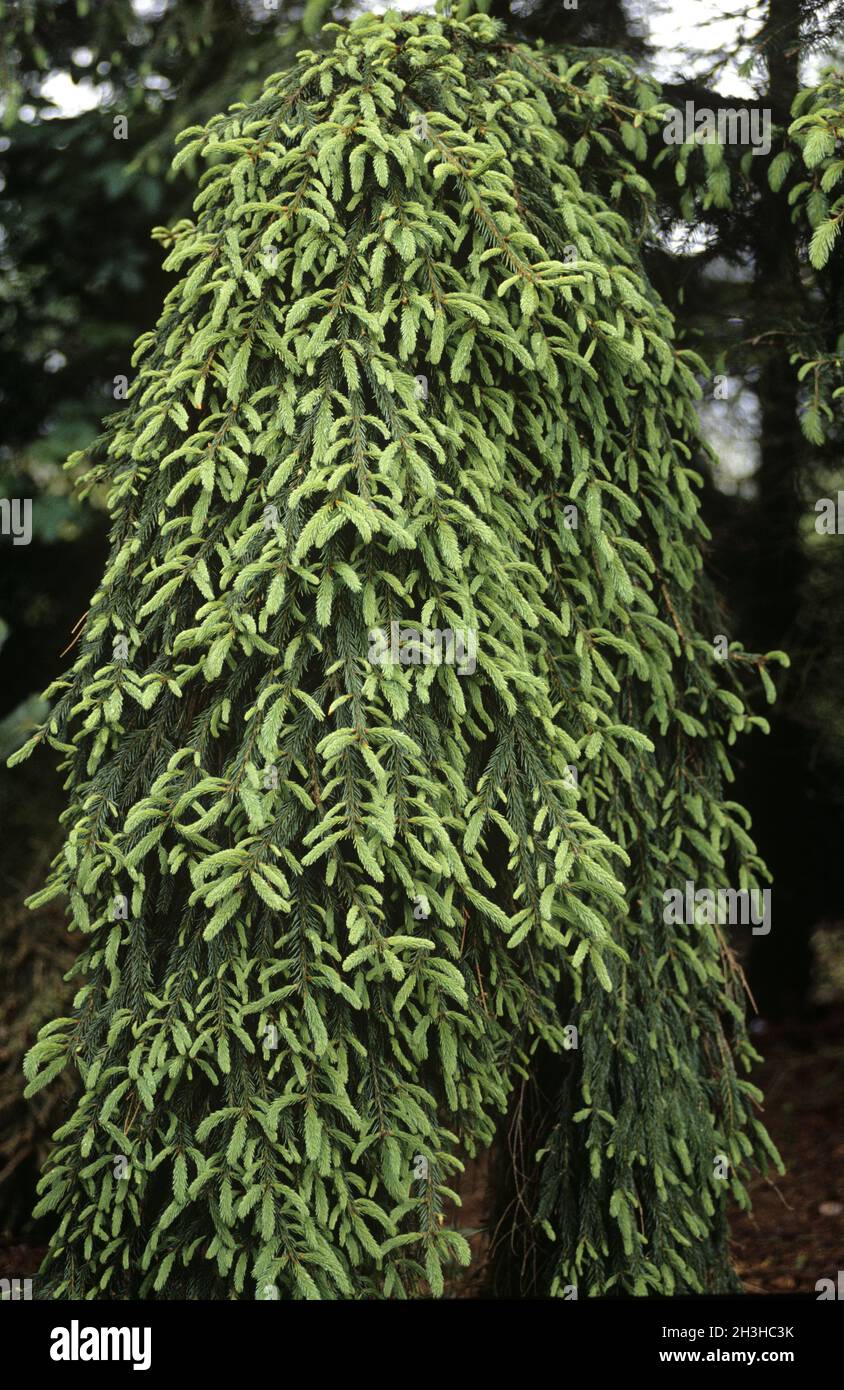 Norwegenfichte; Picea abies; Frohburg Stockfoto