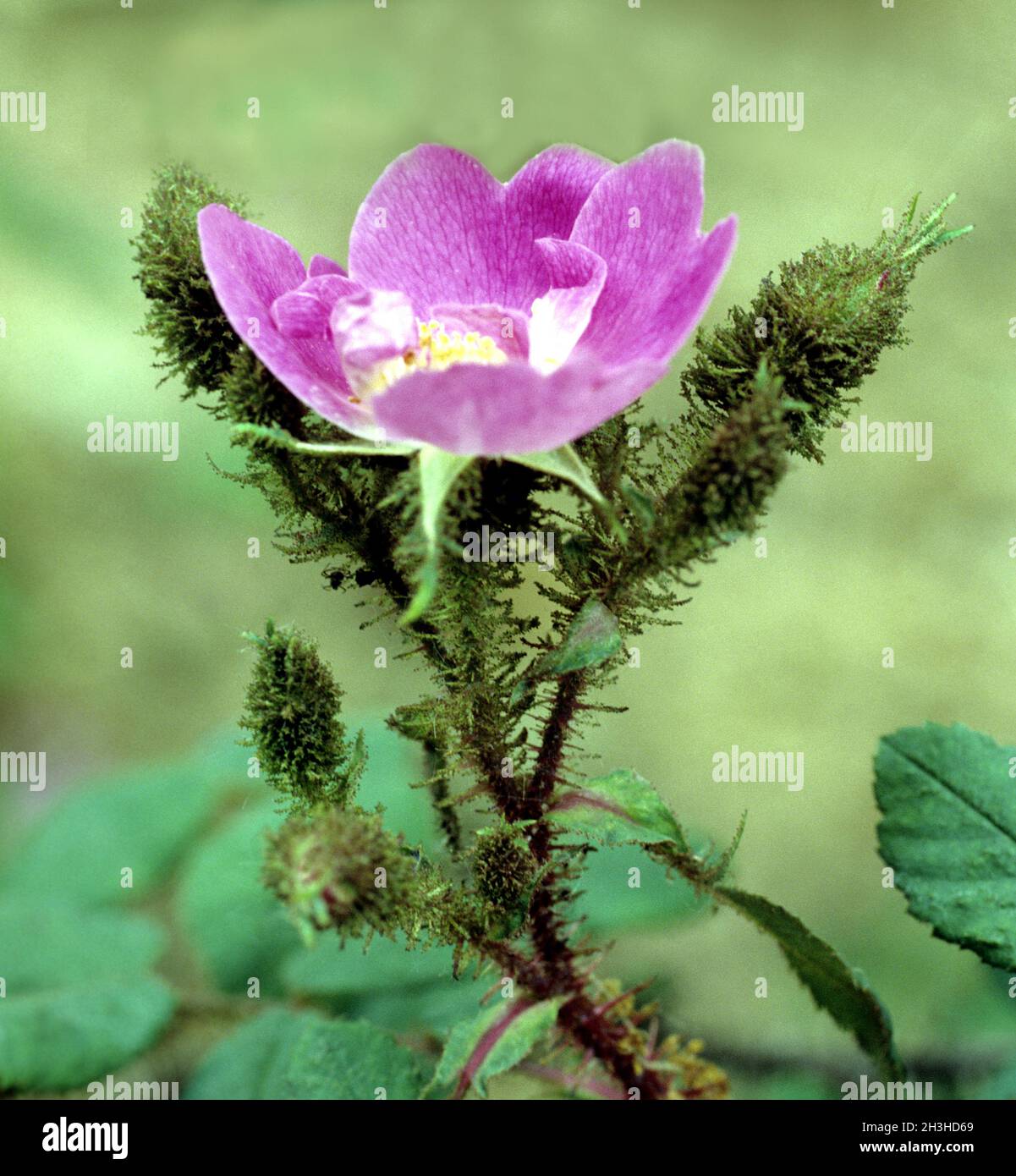 Rosa centifolia muscosa, Goethe Stockfoto