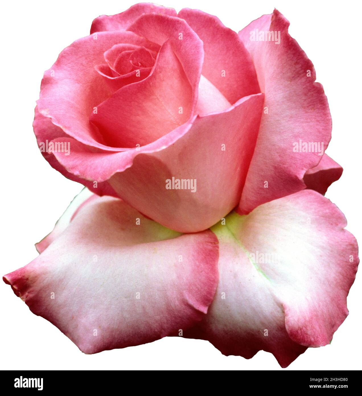 Edelrose, Esmeralda, Stockfoto