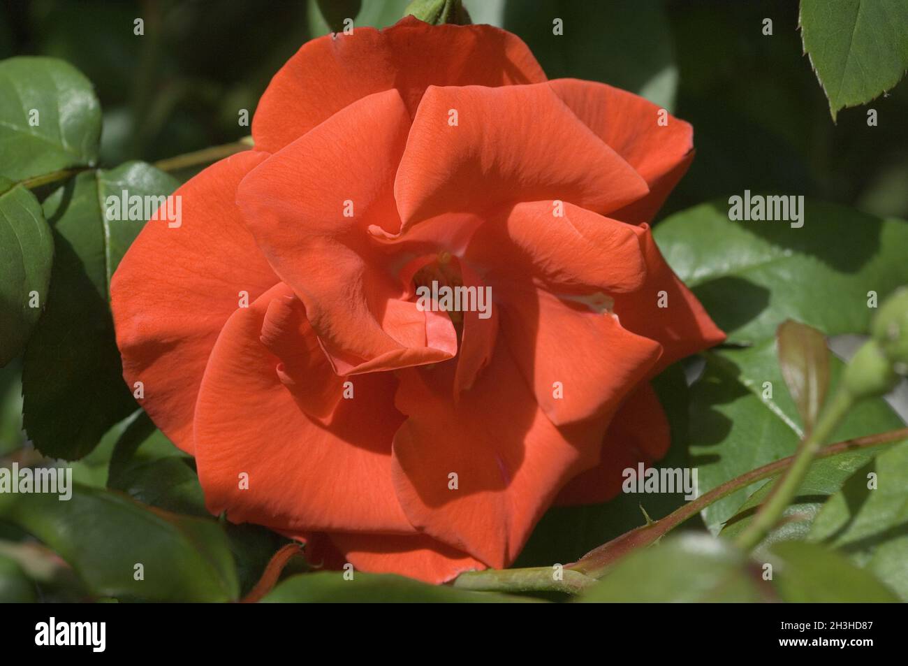 Strauchrose Bischof Stadt Paderborn Stockfoto