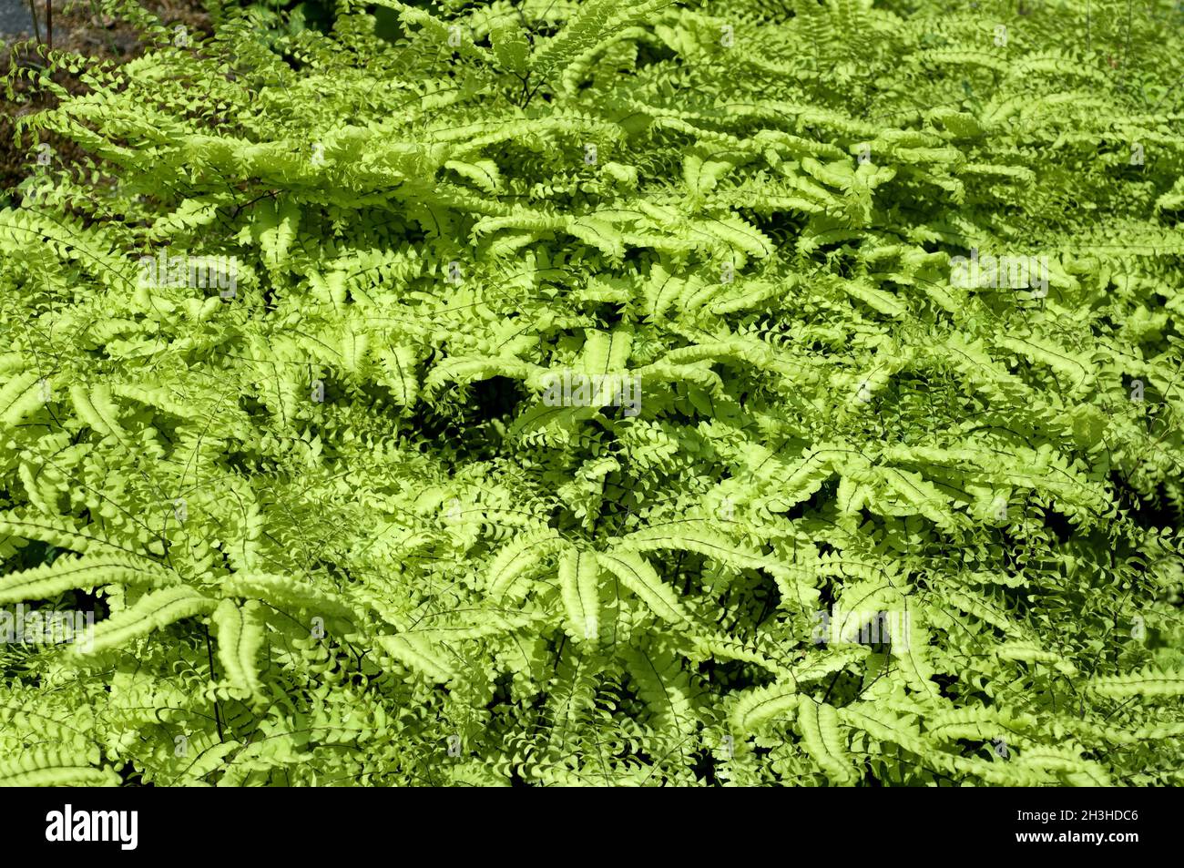 Pfauenfarn, Adiantum pedatum Stockfoto