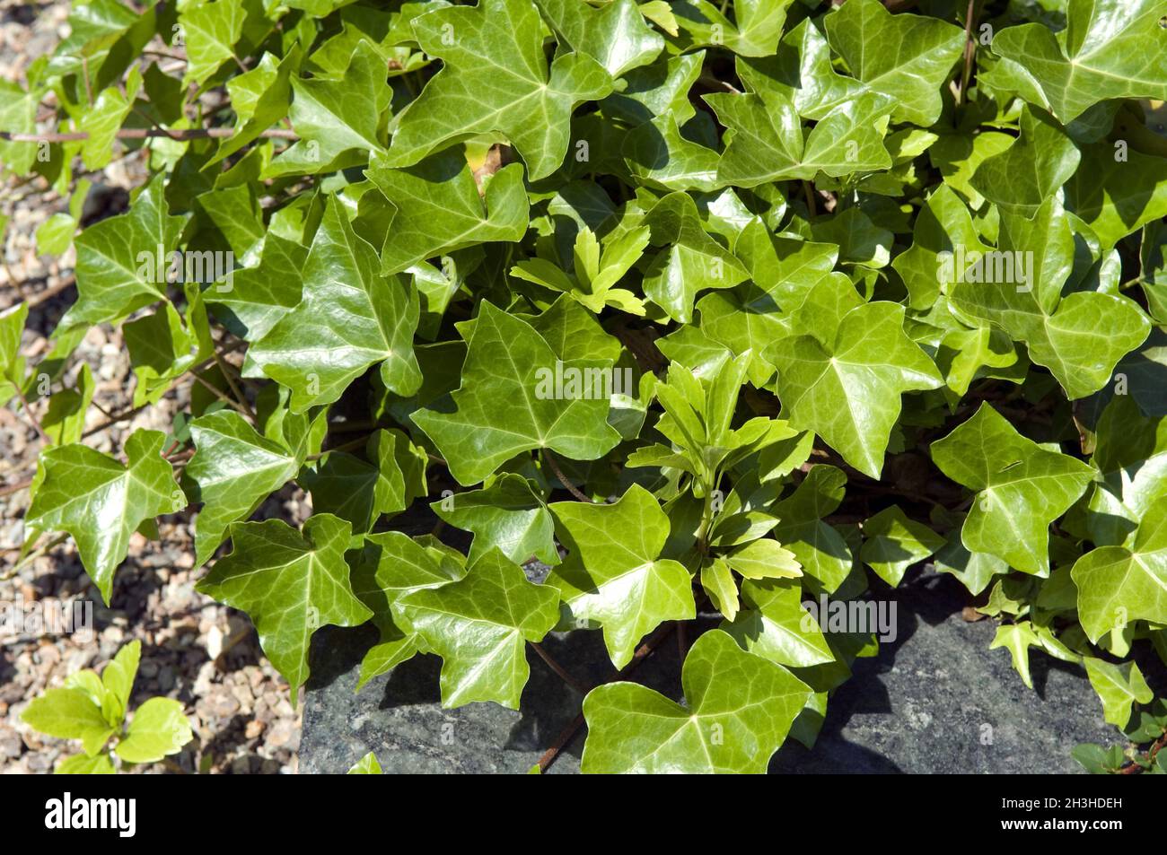 Pflanzung, Efeu, giftige Pflanze, Heilpflanze, Stockfoto