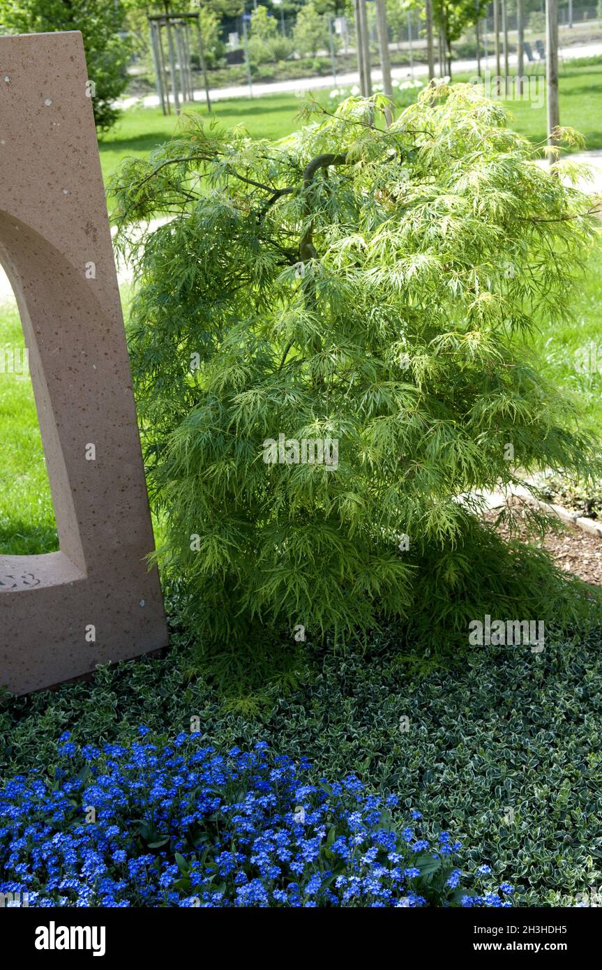 Grabepflanzung, Platanen-Ahorn, Euonymus, Forget-Me-Not Stockfoto