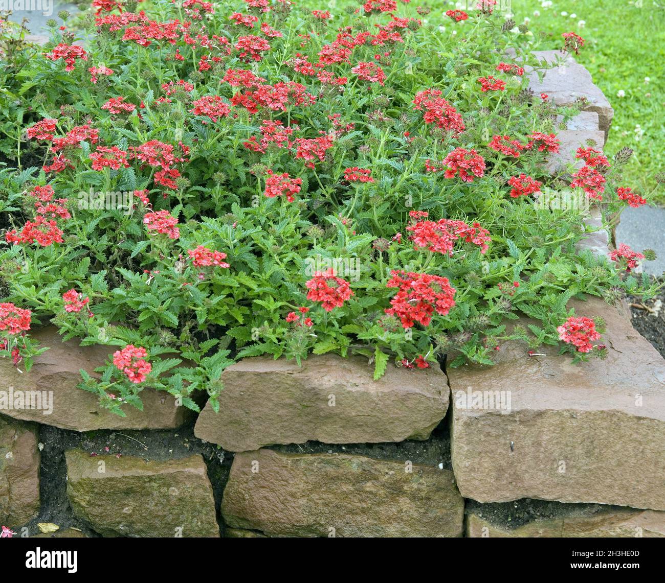 Trockensteinmauer, Steingärten, Stockfoto