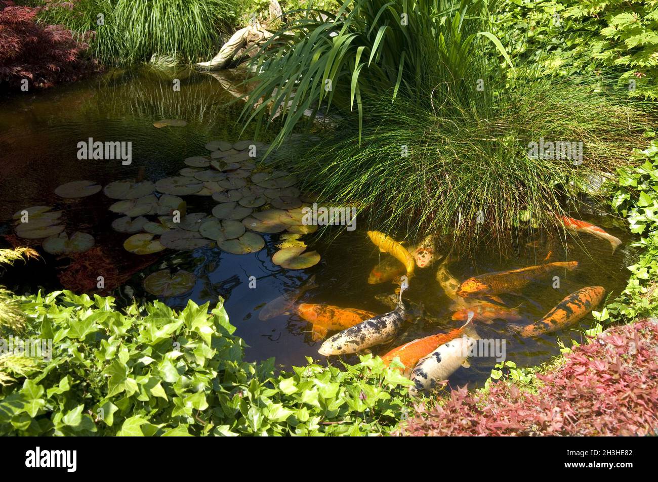 Heimat von koi Fotos und Bildmaterial in hoher Auflösung Alamy