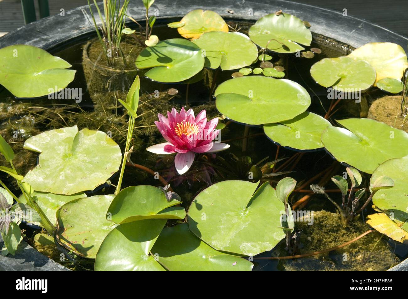 Miniatur zierteiche Fotos und Bildmaterial in hoher Auflösung Alamy