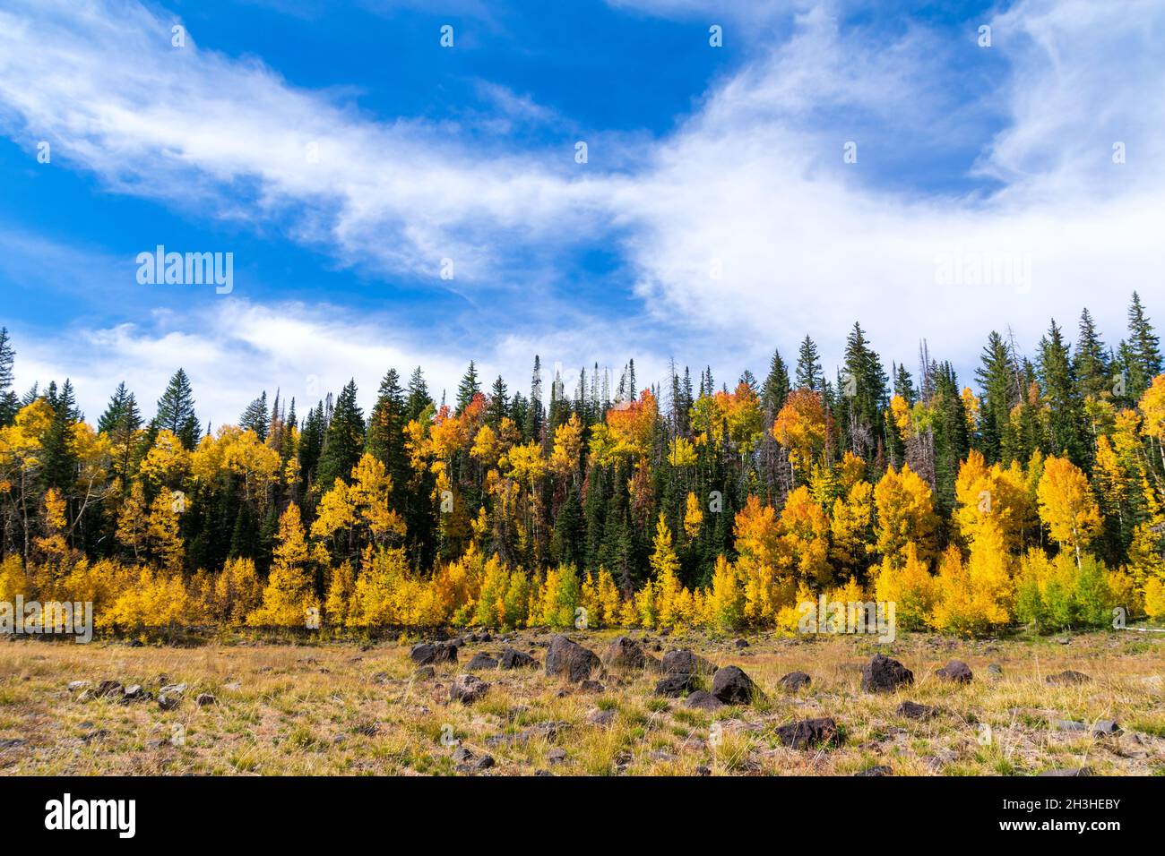 Wiese mit großen vulkanischen Granitfelsen, umgeben von Herbstfarben unter einem wunderschönen blauen Himmel in Grand Mesa, Colorado Stockfoto