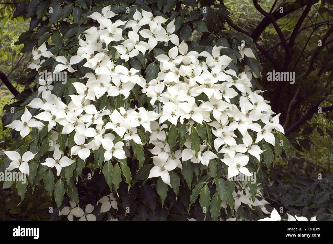 Blühender Hartriegel Stockfoto