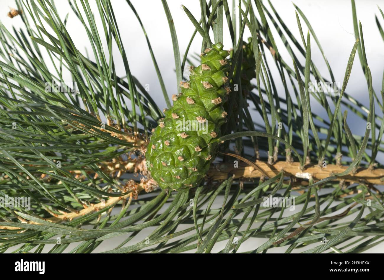 Kiefer, Kiefer, Kiefer, Kiefer; Pinus; Stockfoto