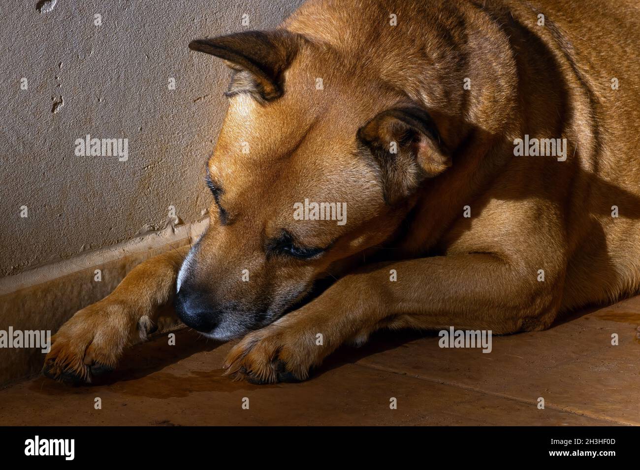 Karamellhund Stockfoto