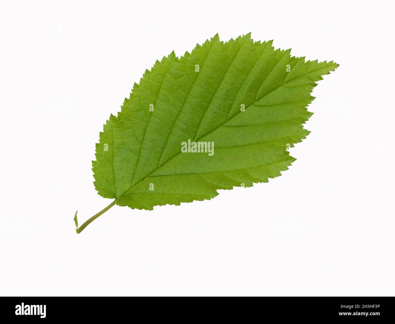 Hazel Leaf Stockfoto