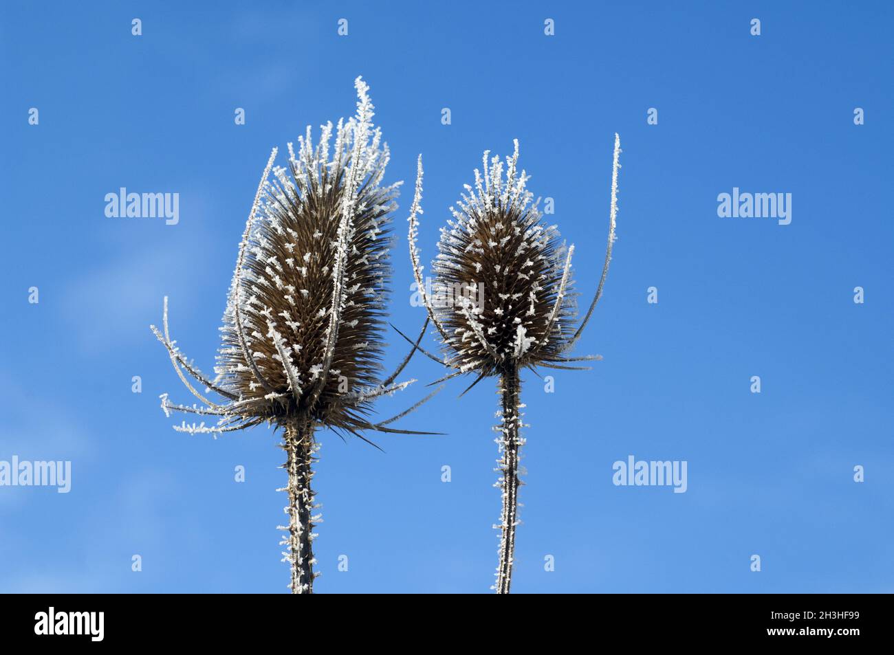 Kardoondistel, dipsacus, Reif, Stockfoto
